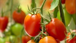 VEJA VÍDEO: Produtor de Manhuaçu é referência na produção de tomates semi-orgânicos