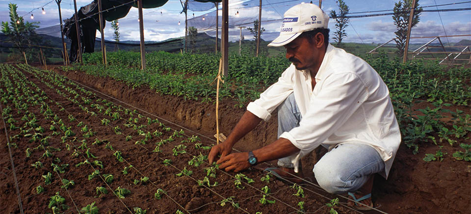 Agricultura Familiar tem função essencial de gerar emprego e renda