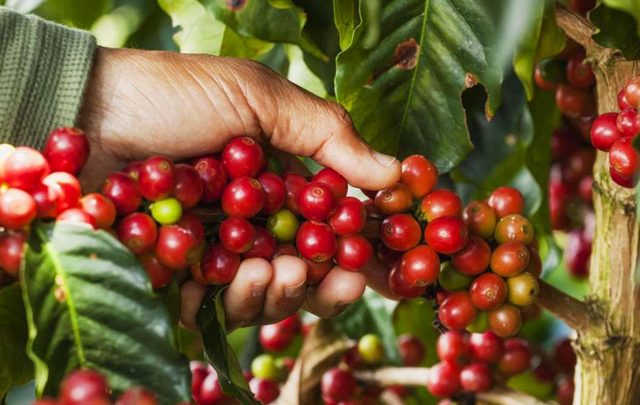 Colheita de café deve crescer 7,5% no Brasil