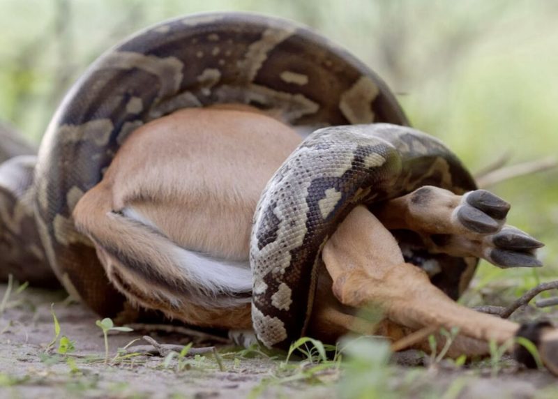 VEJA VÍDEO: Cobra faminta engole impala com mais de 50 quilos de uma vez só