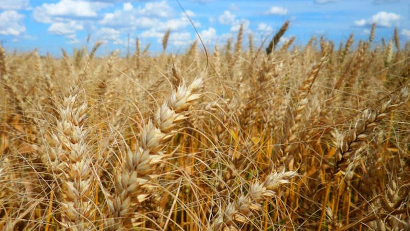 Embrapa encabeça programa para expandir produção de trigo no Brasil