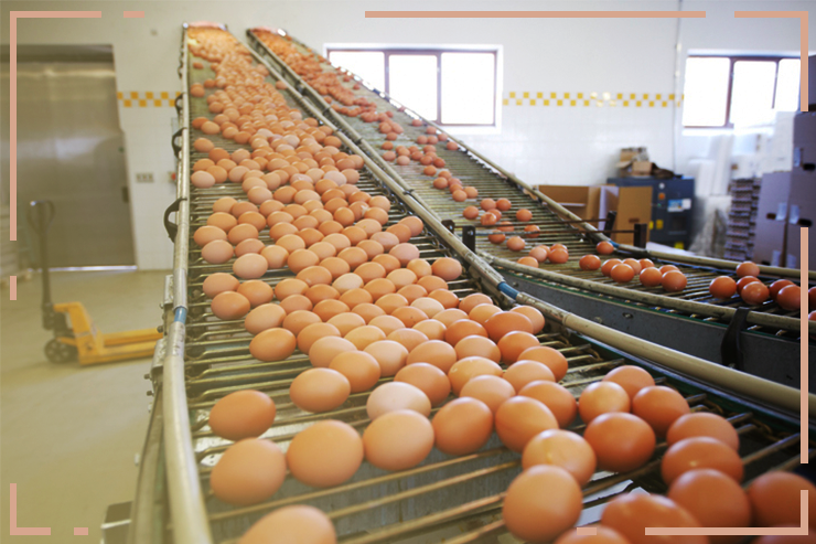 Brasil produz quase 50 bilhões de ovos de galinha em um ano
