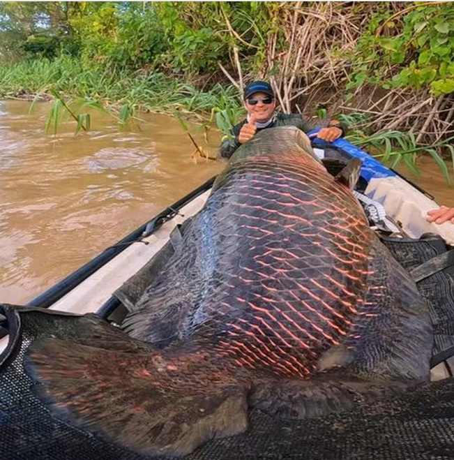 Peixe gigante com mais de 2 metros e 100 kg é fisgado por pescadores