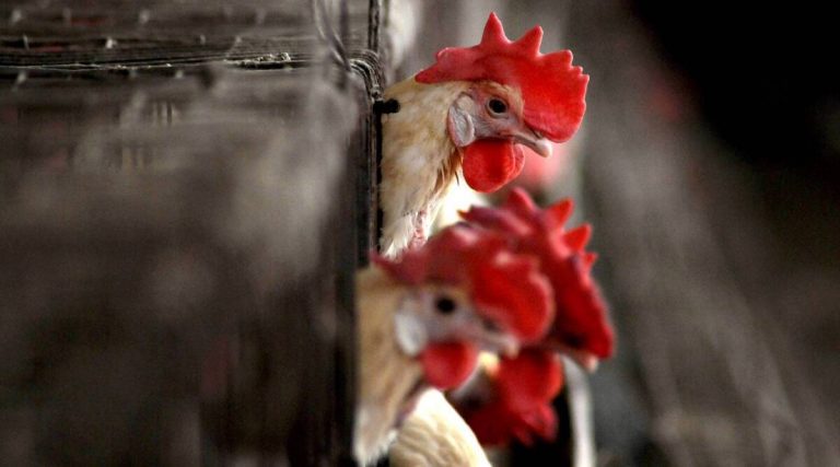 Argentina proíbe feiras, para conter gripe aviária