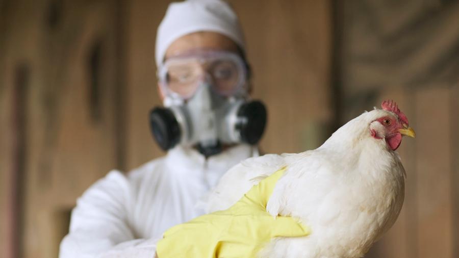 Governo é contra a vacinação por gripe aviária