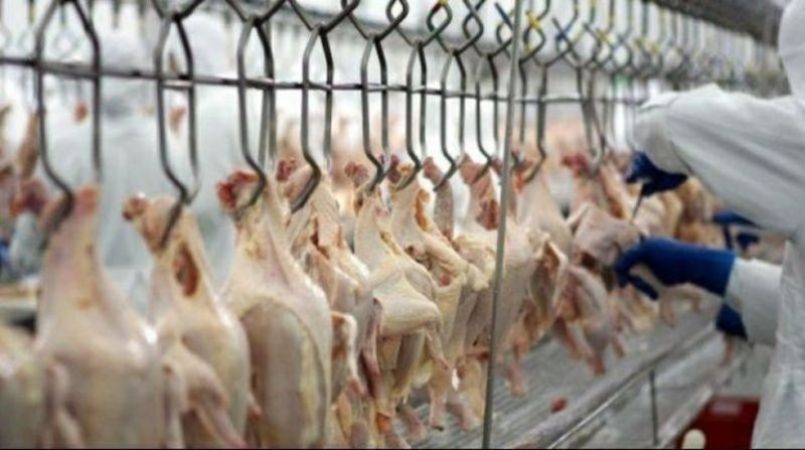 Brasil quebra recorde de produção de carne de frango