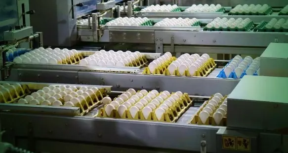Brasileiras se unem para criar a ‘maior empresa de ovos do mundo’