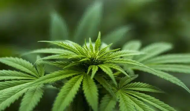 CCJ do Senado aprova PEC que criminaliza porte e posse de qualquer quantidade de drogas