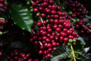 Acesso ao crédito e reputação socioambiental impulsionam produtividade do café em 2024