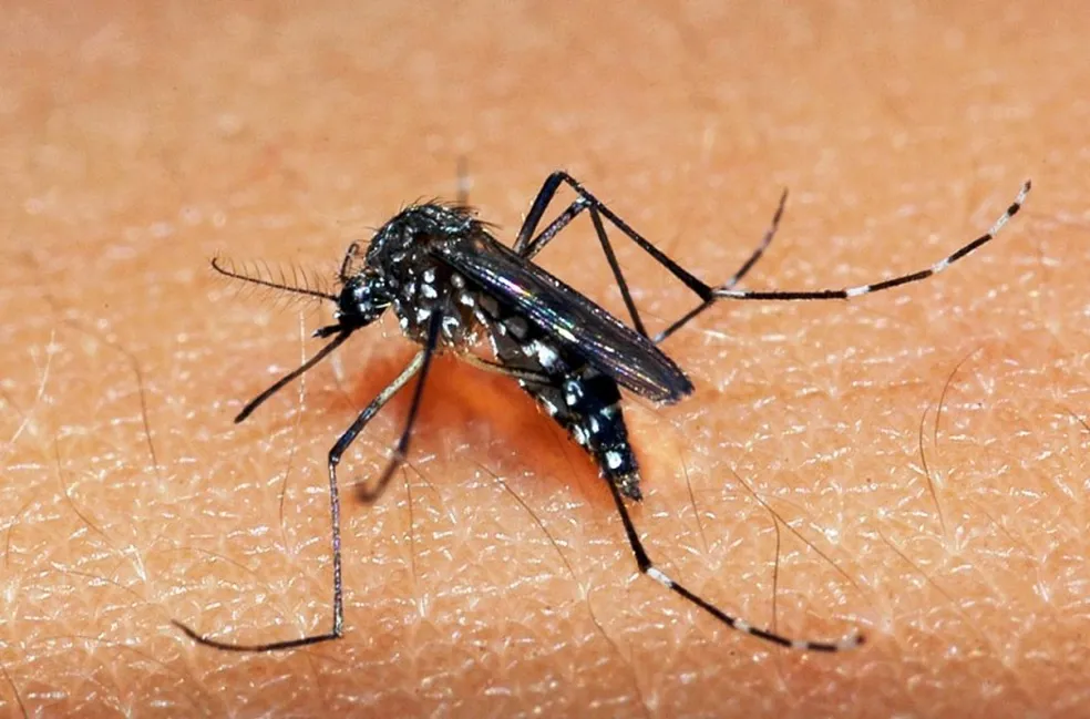 Brasil ultrapassa 4 Milhões de Casos de Dengue