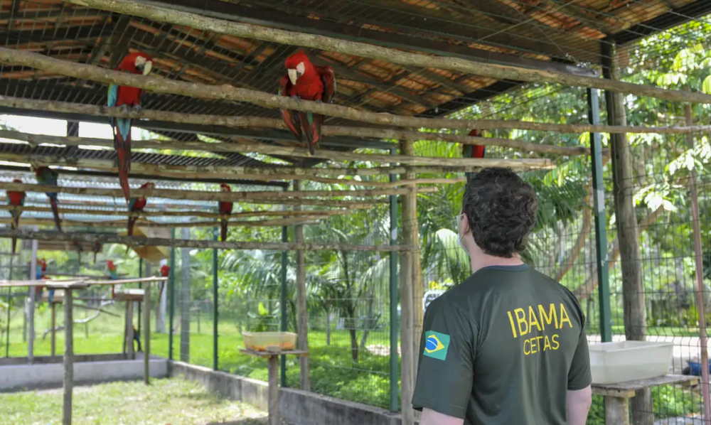 Governo federal pede, e STF suspende greve dos servidores do Ibama e ICMBio