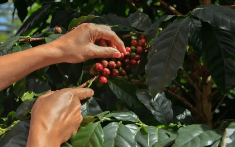 Volcafe reduz previsão para safra de arábica 25/26 do Brasil, citando seca e falha na floração