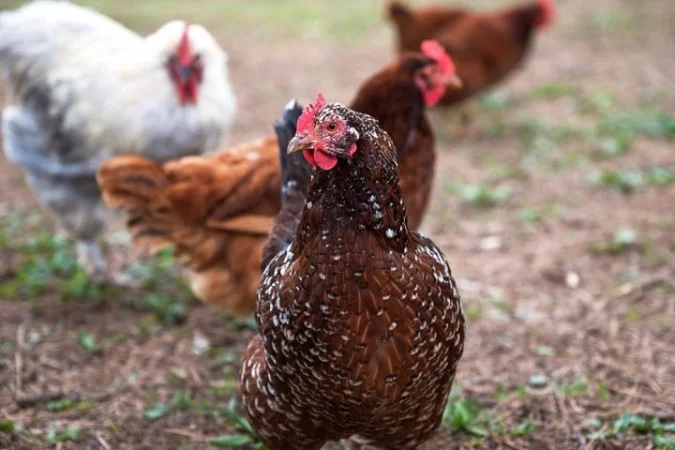 Gripe aviária no RS: México suspende importação de frango brasileiro