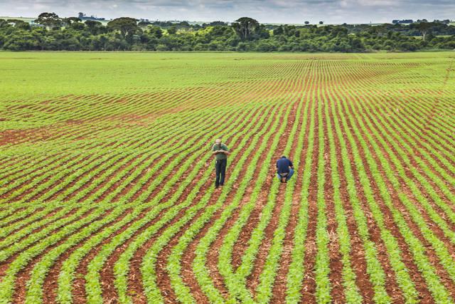 Guerra entre Irã e Israel: é hora de comprar fertilizantes? Guerra entre Irã e Israel: é hora de comprar fertilizantes?